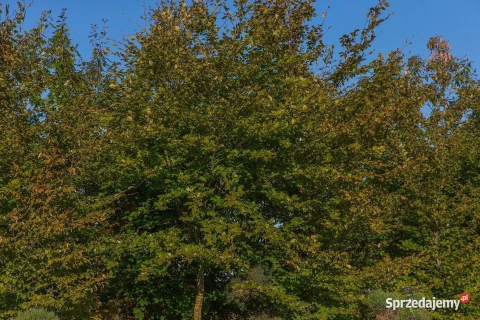 Buk pospolity Fagus sylvatica obwód 68 wys 23 m