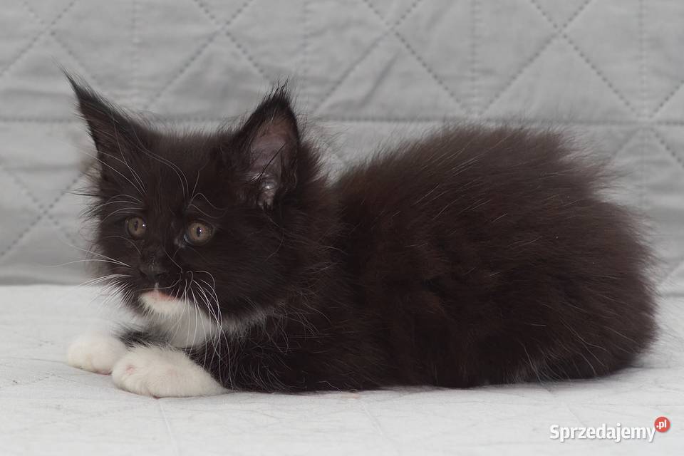 Maine Coon czarny z białym kocurek Lexus sprzedam