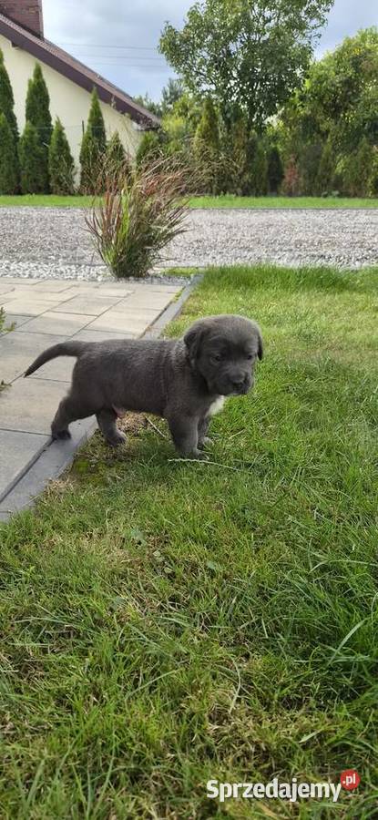 Szczenięta Cane Corso rodowodowe