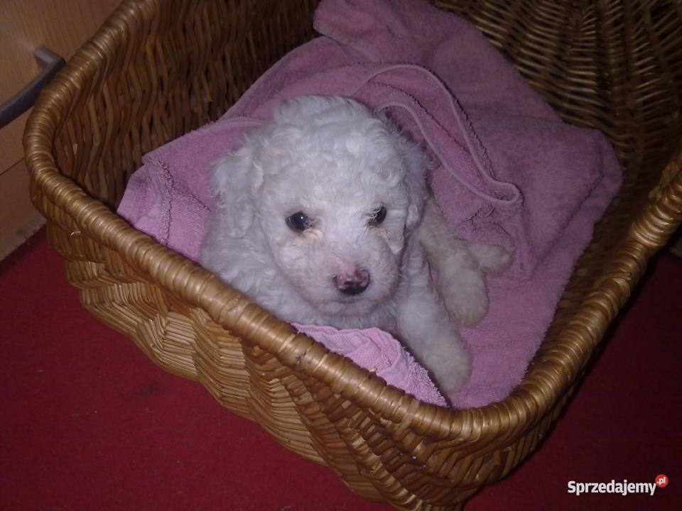 Bolończyk szczeniaczek