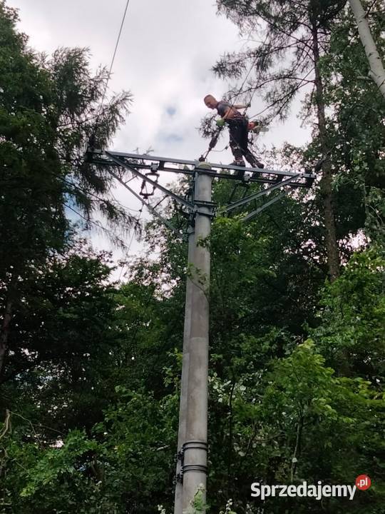 Wycinka drzew metodą alpinistyczną Arborysta