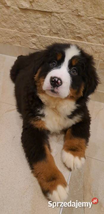 Berneński Pies Pasterski z rodowodem