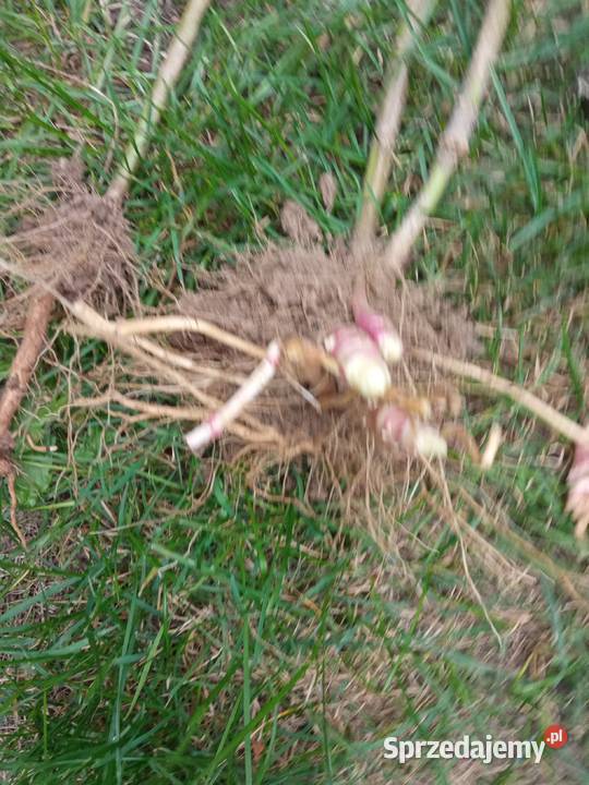 Topinambur słonecznik bulwiasty Maków Mazowiecki sprzedam