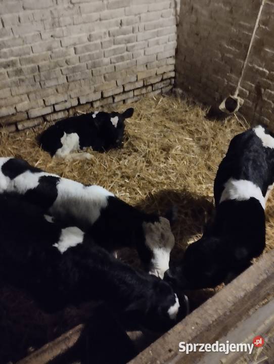 Sprzedam cielaki Jabłoń