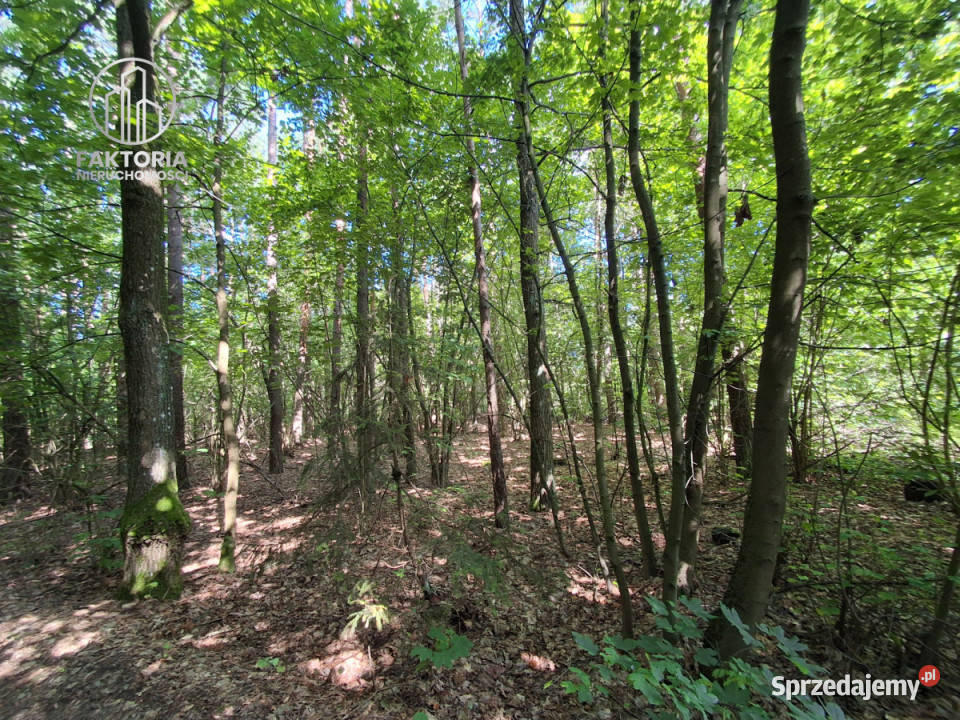 Grunt 23579m2 Gajowniki sprzedam