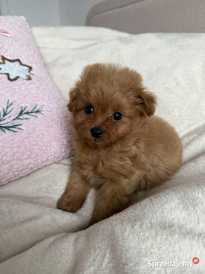 POMAPOO szpic miniaturowy pudel toy suczka Rębieskie