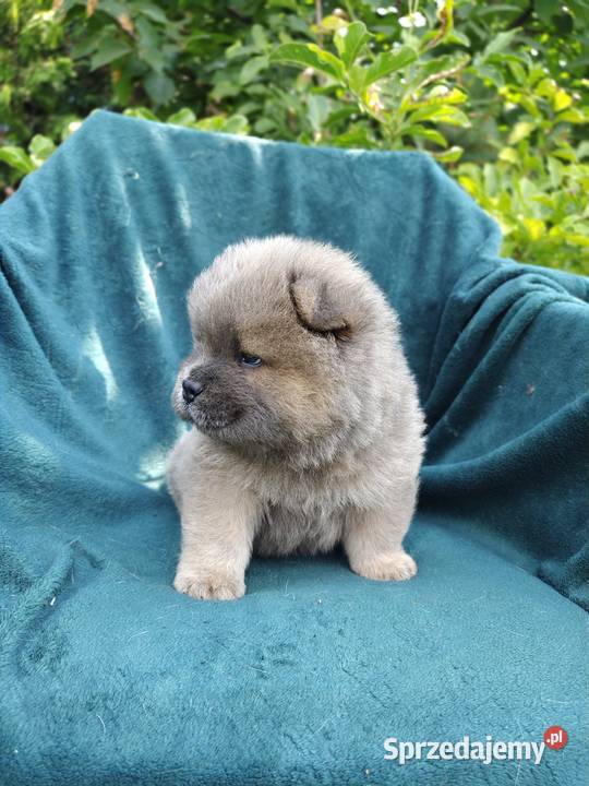 Wzorcowe Chow Chow Czał Czał doskonały exterrier Krapkowice