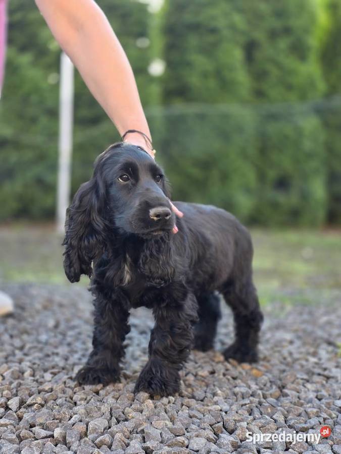 Cocker Spaniel czarne Cocker Spaniel Żelazków