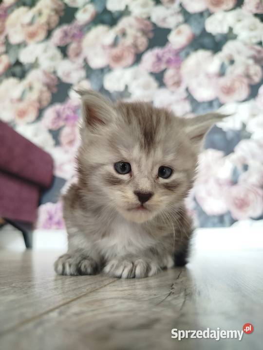 Joker kocur Maine Coon kujawsko-pomorskie sprzedam