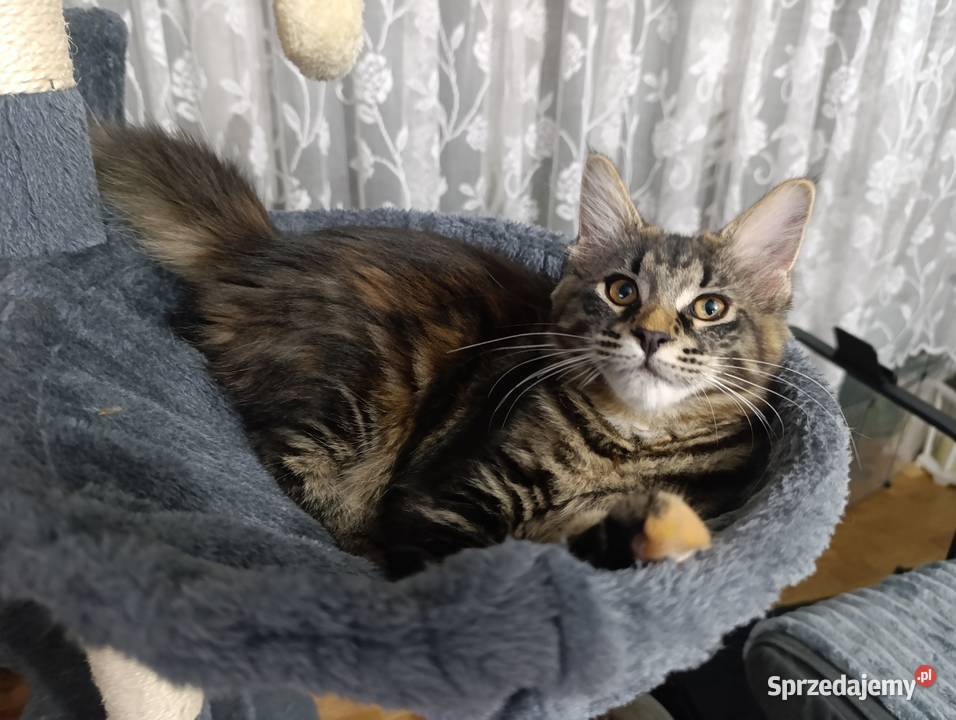 Koteczka Maine Coon Krasnystaw