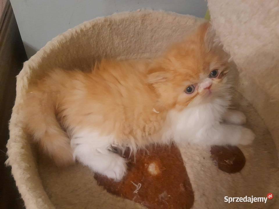 Kotka perska rudobiszkoptowobiała Szyk sprzedam