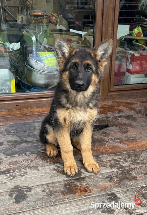 Szczeniak suczki Owczarek Niemiecki