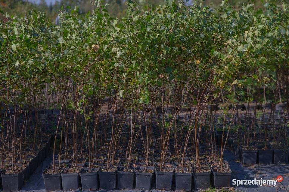 Brzoza brodawkowata Betula pendula wys 120150