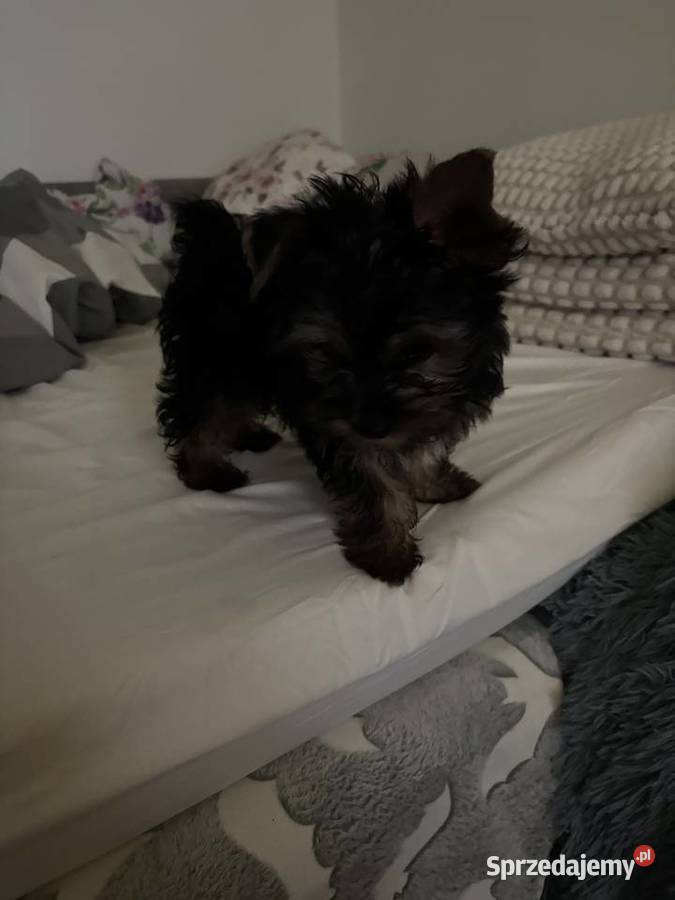 Piękna suczka Yorka lubelskie sprzedam