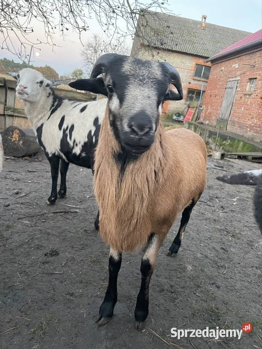 Owce Kamerunskie Dobra Nadzieja