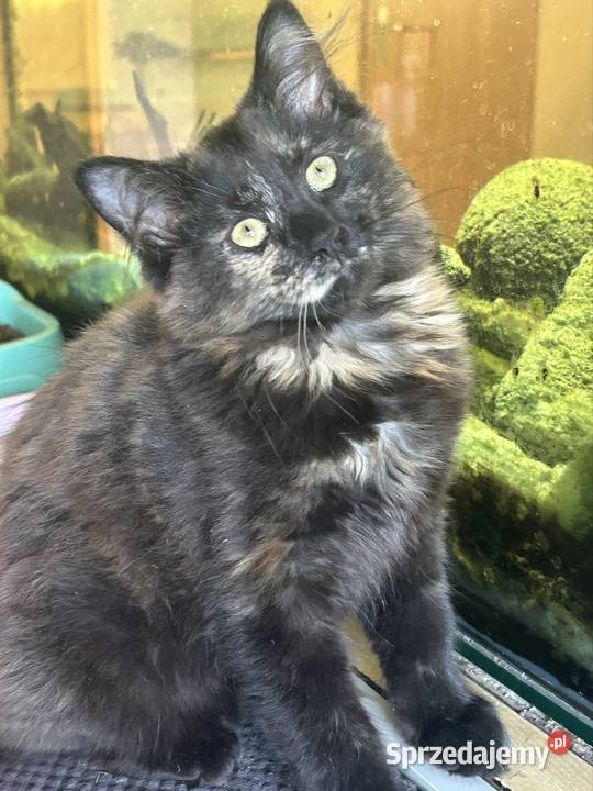 Koteczka Norweska Leśna śląskie Rybnik sprzedam