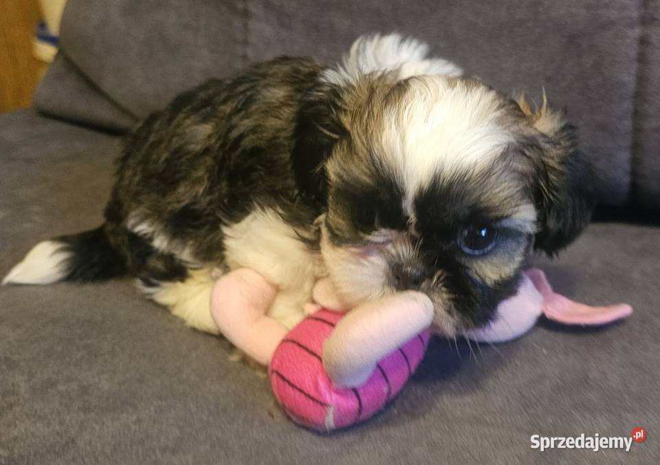 Shih Tzu chłopiec Częstochowa sprzedam
