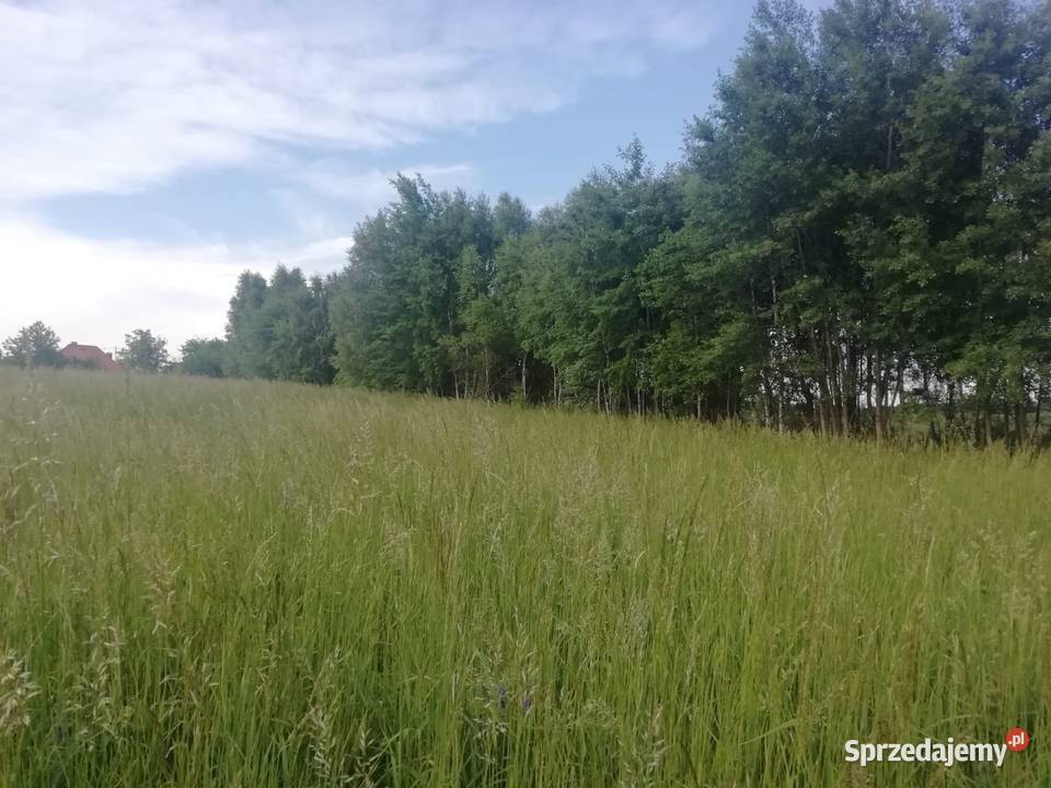 Nieruchomość Cisów