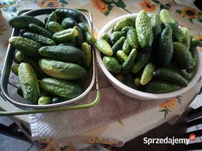 Obornik nawóz śląskie Częstochowa sprzedam