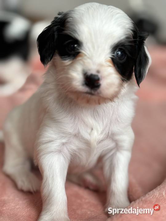 Spaniel kontynentalny phalene odmiana papillon Bielsko-Biała