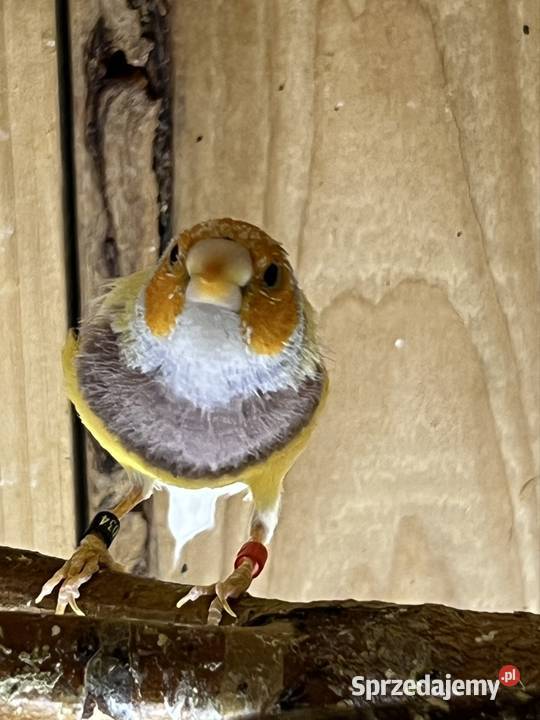 Amadyna wspaniała samiec 2025r Ruda Śląska