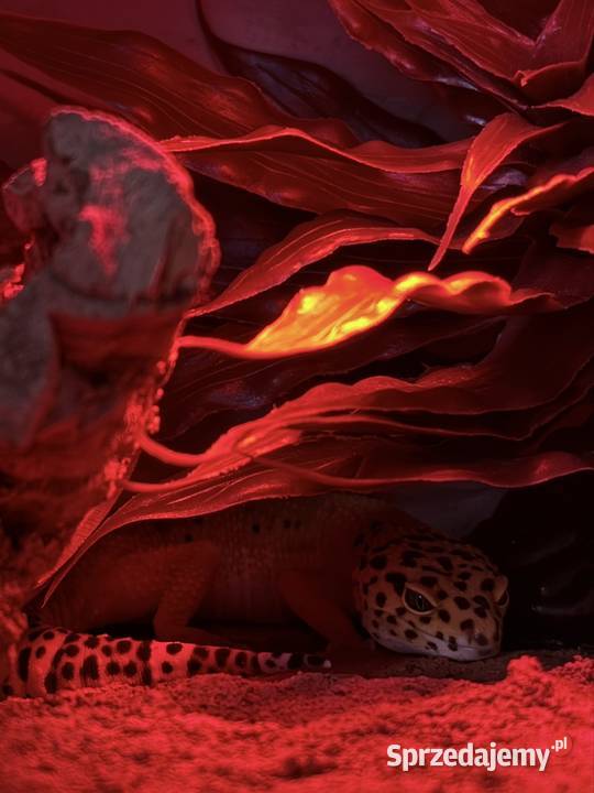 Gekon lamparci Kołodziejewo sprzedam