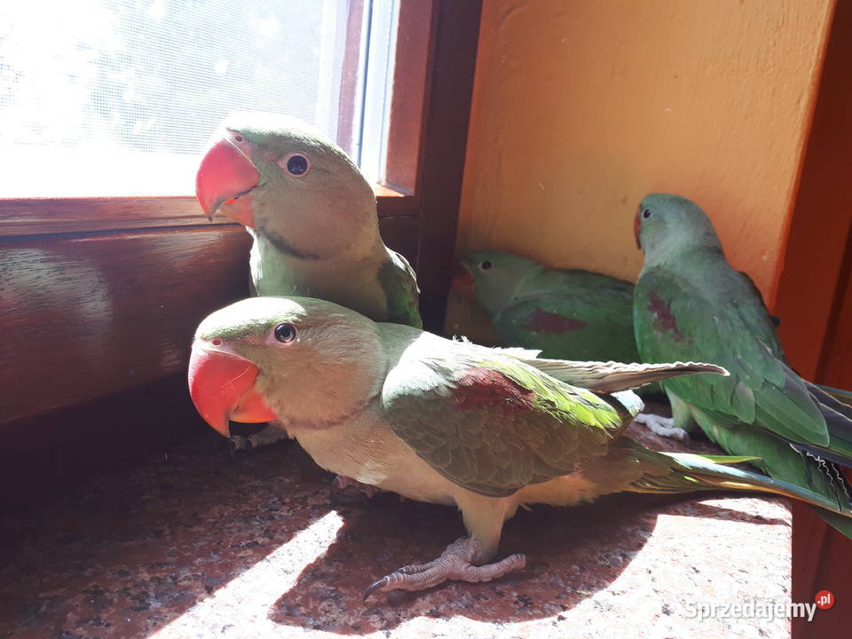 Aleksandretta WIELKA Psittacula eupatria 4 z Rawicz