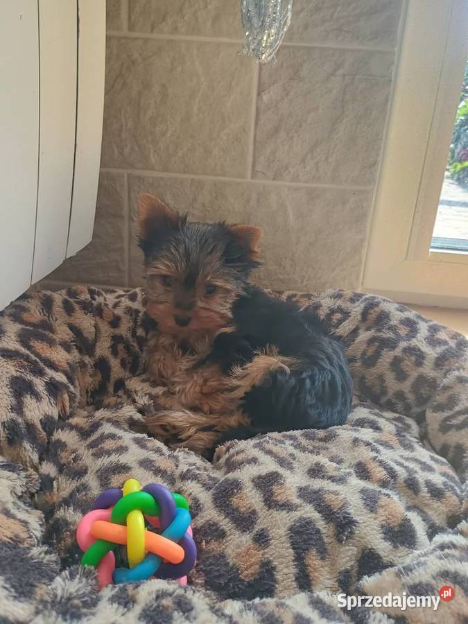 Yorkshire terrier piesek