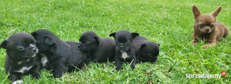 Chihuahua małopolskie Wilkowisko sprzedam