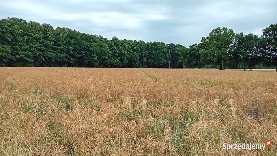 Sprzedam działkę rolną lubuskie Trzebiechów