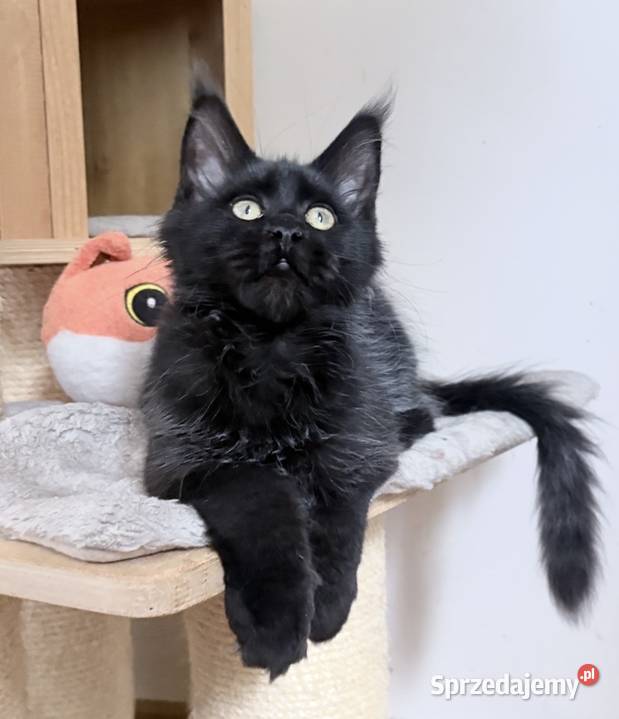 Maine Coon kocięta Wińsko