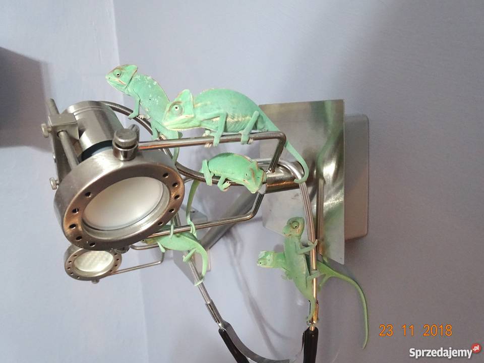 Młode Kameleony jemeńskie Gady i płazy Łódź