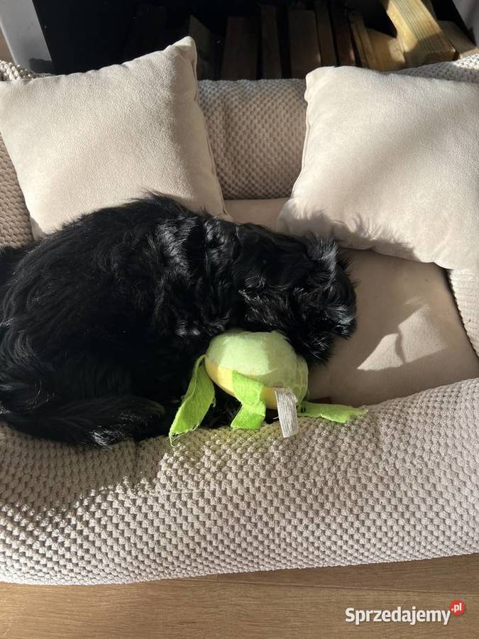 Shih tzu suczka czarna Shih Tzu