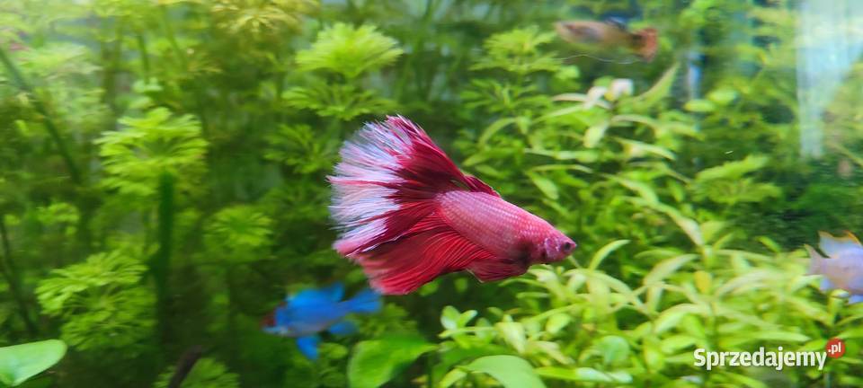 Sprzedam samca bojownika Zamość