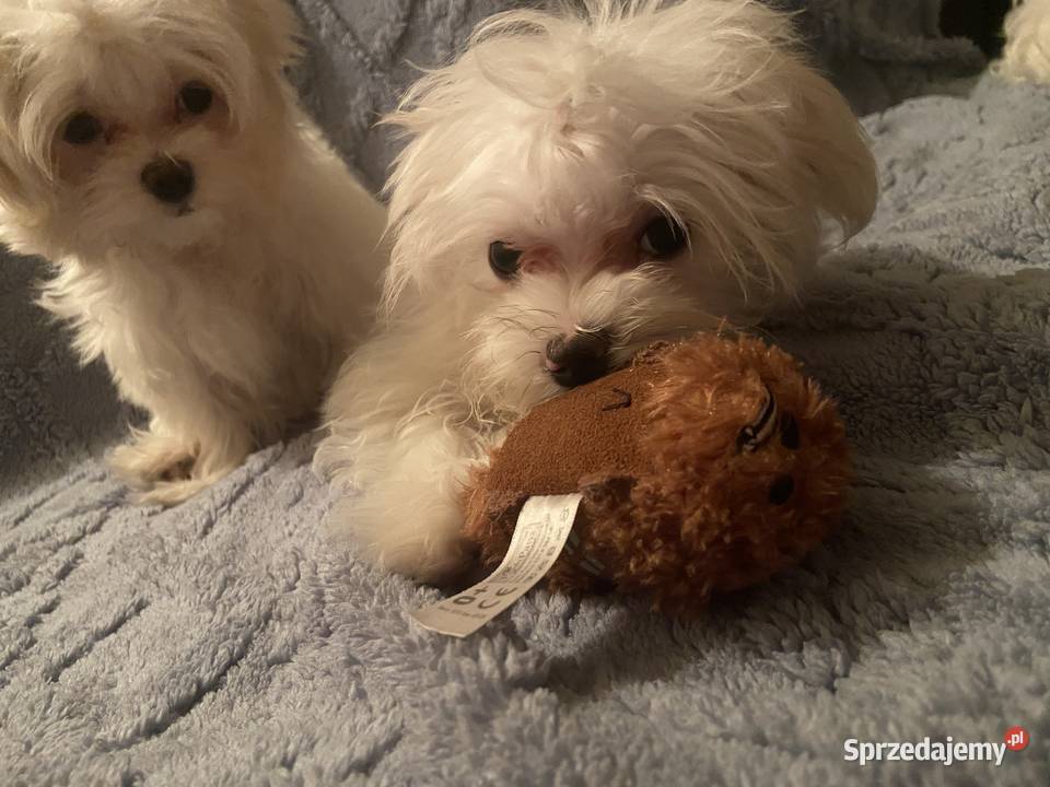 suczka i piesek maltańczyk