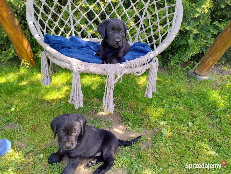 Labrador retriever szczenięta