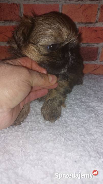 Shihtzu Wilki sprzedam