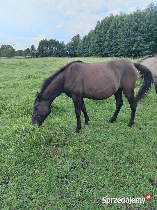 Sprzedaż różnych koni Sieroszowice