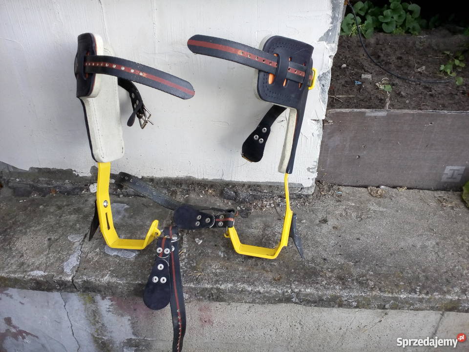 Drzewołazy wynajem Piskórka