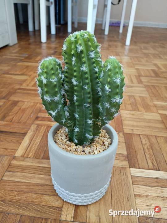 Sztuczny kaktus w doniczce dekoracja Bydgoszcz sprzedam
