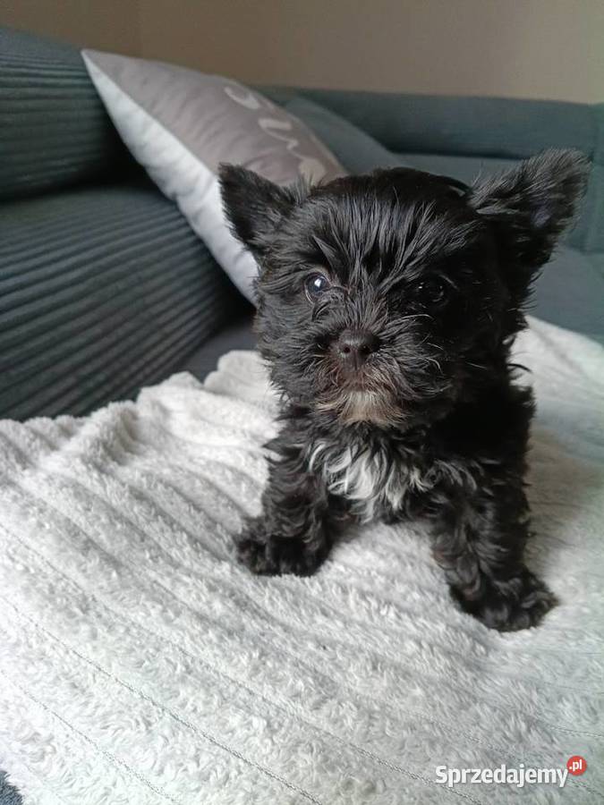 York terrier Black piesek York Kazimierz Dolny