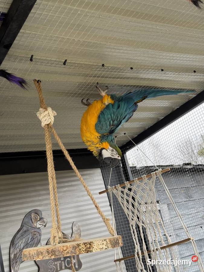 Hodowlany samiec Ara Ararauna Małogoszcz