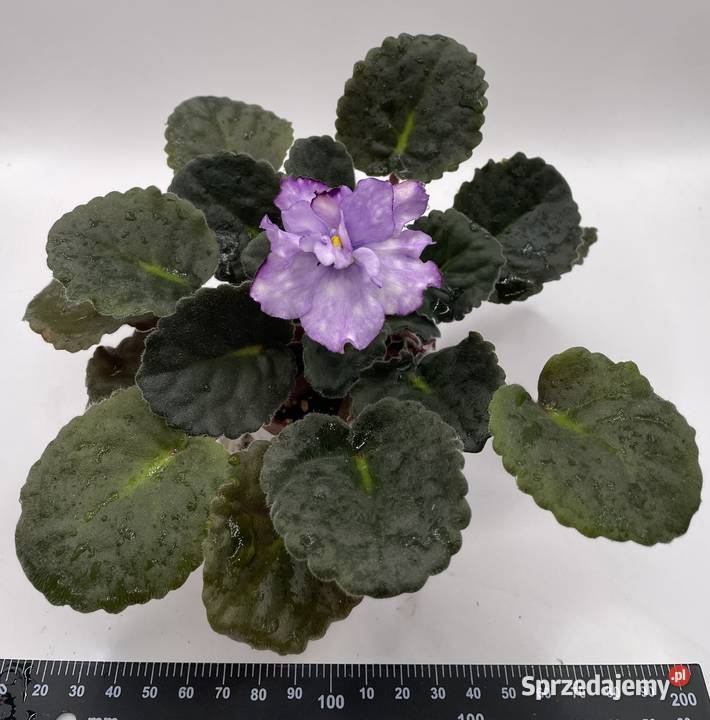 Fiołek afrykański kwitnąca sadzonka Jędrzejów