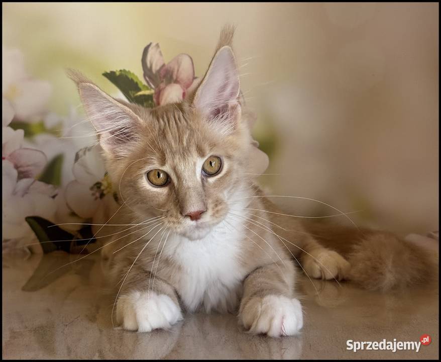 Kocurek Maine Coon Wesario Już do odbioru Kraków sprzedam
