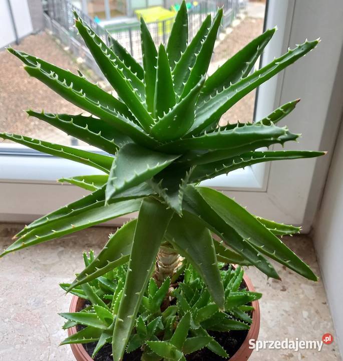 Aloes sukulent kaktus Poznań