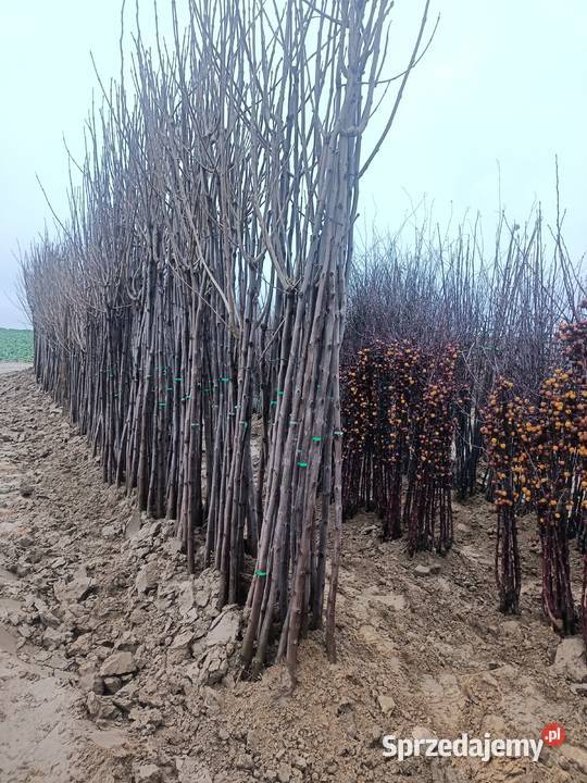 Sprzedam podkładkę katalpa Kurów sprzedam
