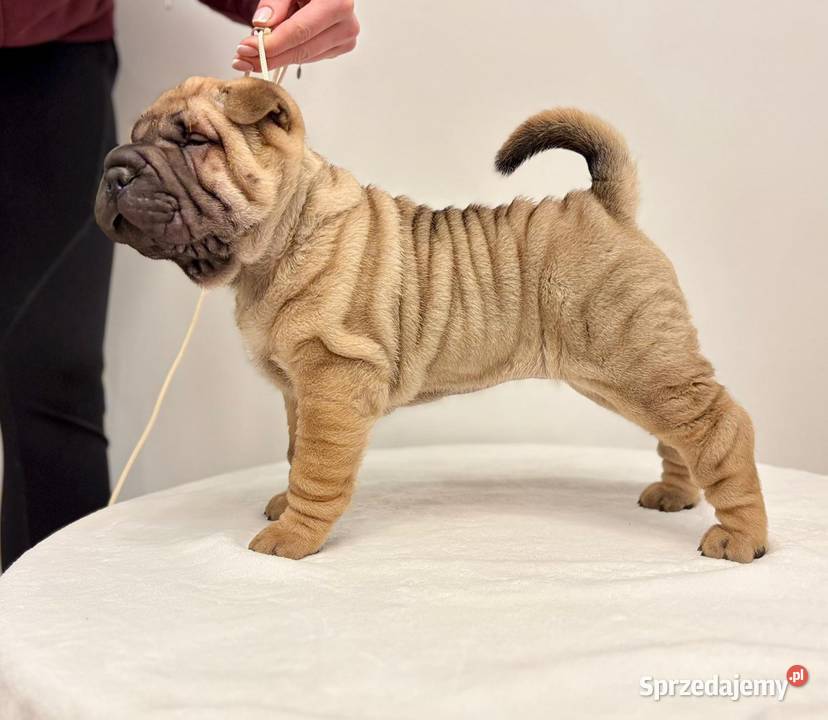 Szczenięta Shar Pei FCI kujawsko-pomorskie
