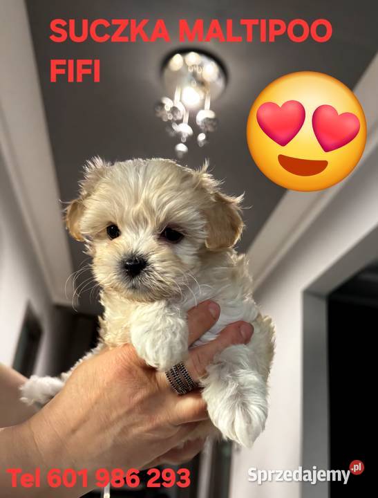 Maltipoo suczki kujawsko-pomorskie