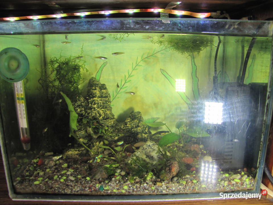 Akwarium z obsadą małe Toruń