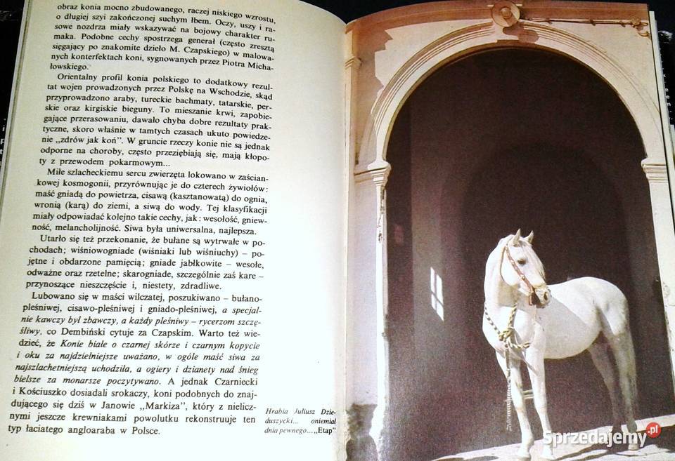 Konie rubinowe Ireneusz J Kamiński Pozostałe Chełm